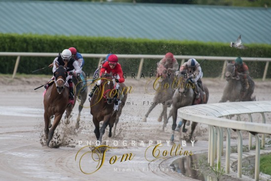 Horse Racing